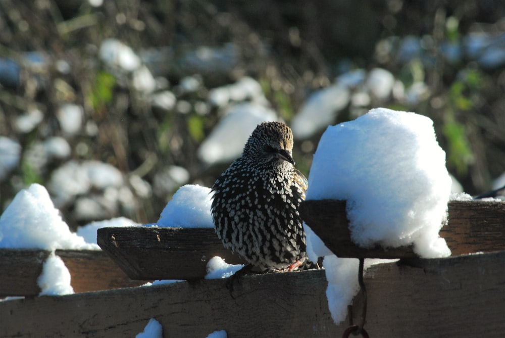 un uccello seduto su una recinzione di legno