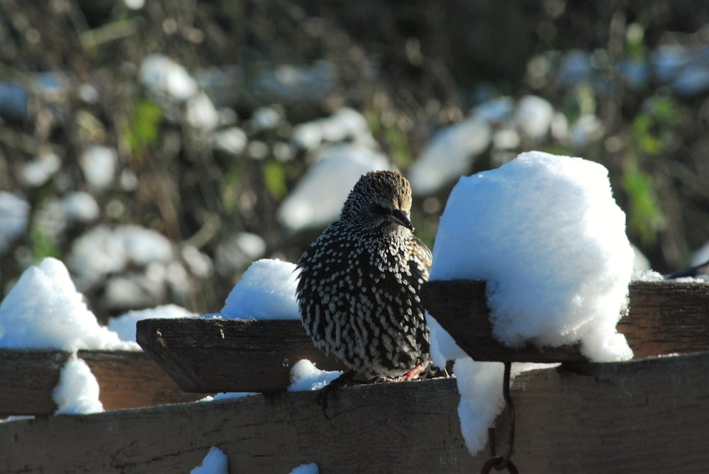 a bird sitting on a wood fence