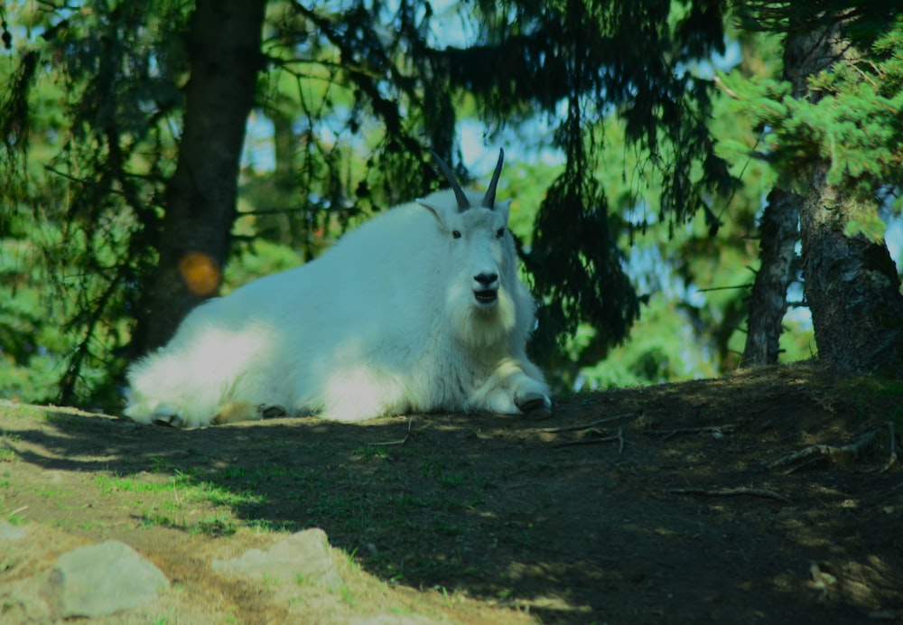 a white goat lying down in the woods