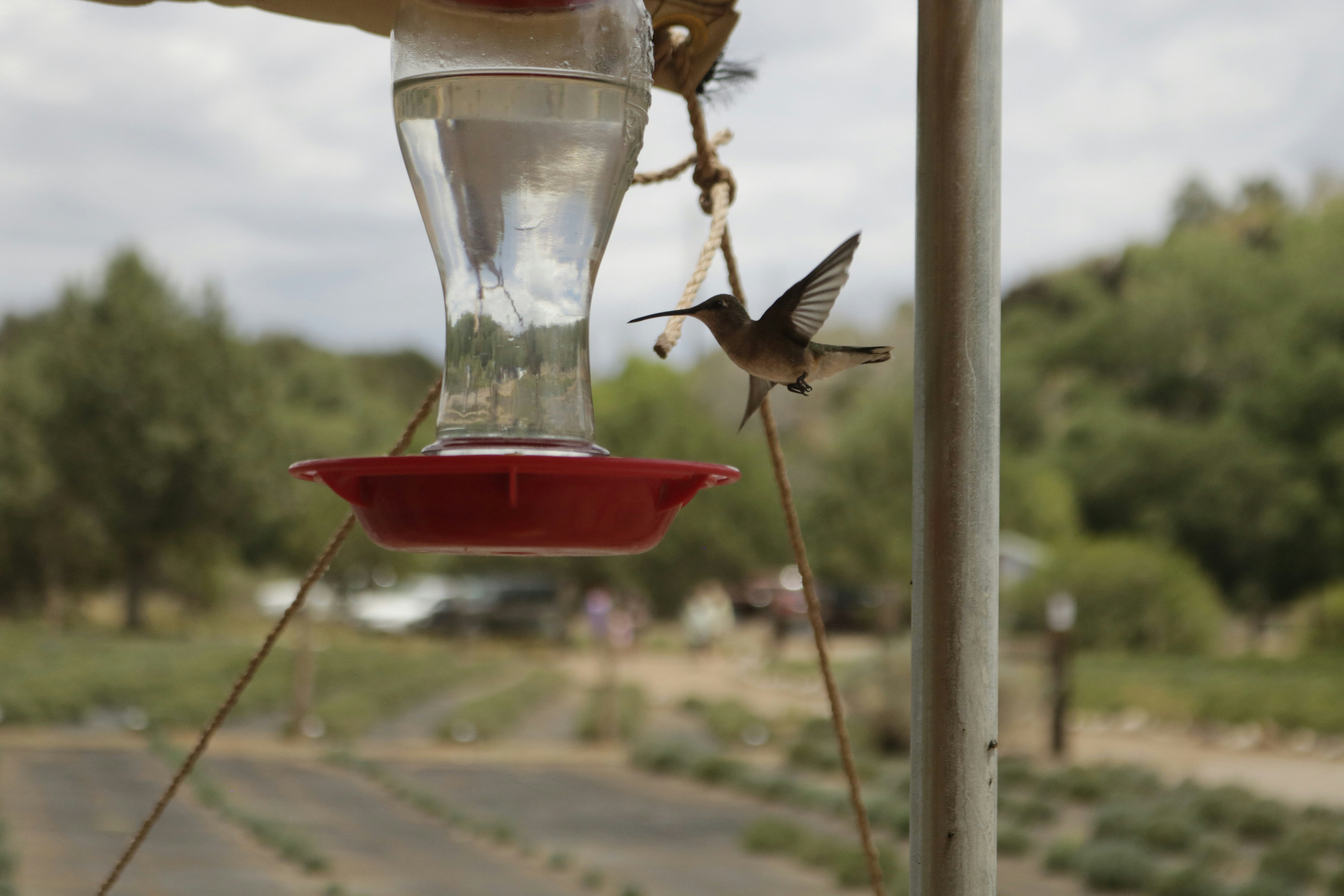 Leaving Feeders Out Overnight in Cold Weather (image credits: unsplash)