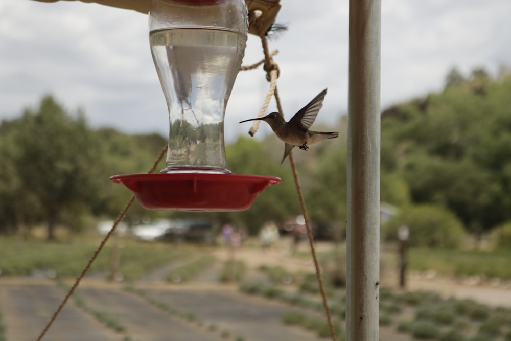 a hummingbird flying to a feeder