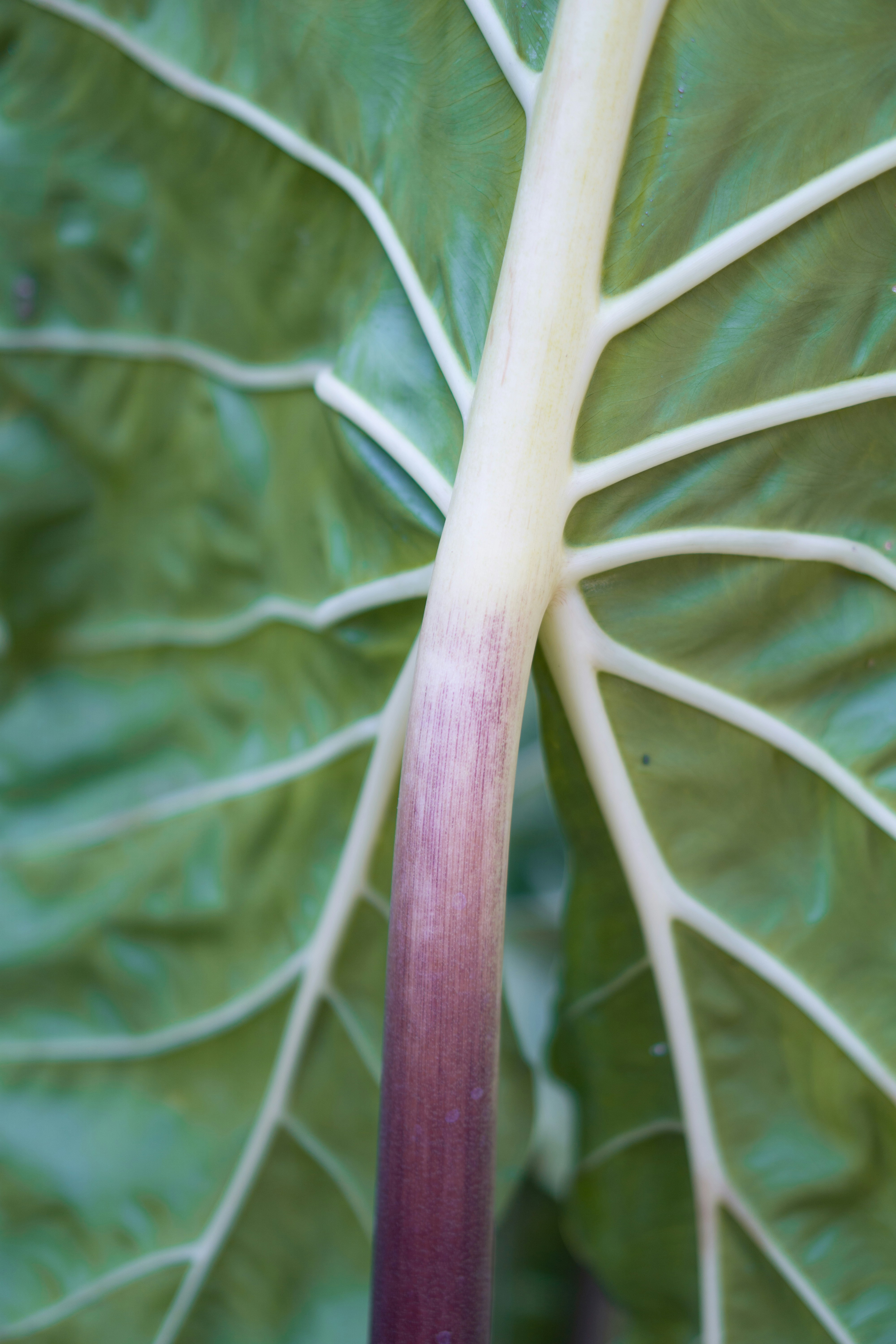 Foto Un primer plano de una planta – Imagen Java Central gratis en Unsplash