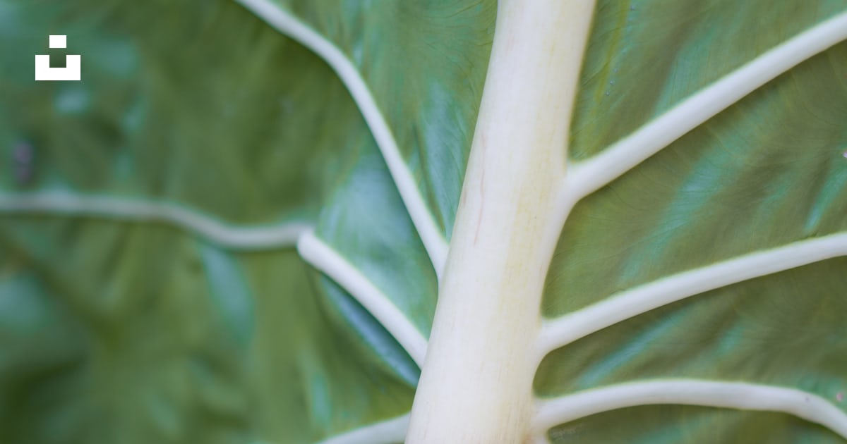 Foto Un primer plano de una planta – Imagen Java Central gratis en Unsplash