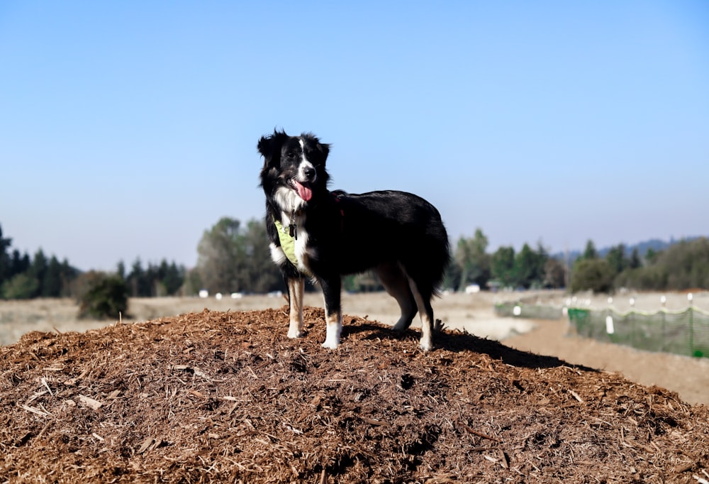 Un cane in piedi su un campo sterrato