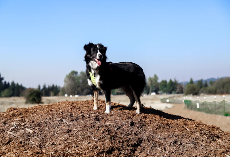 Bahçede oynayan köpekler