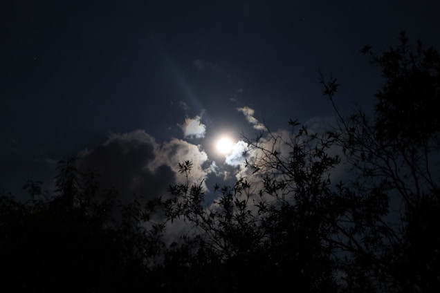 A moody, starry night sky with gothic silhouettes of twisted trees framing a glowing, mysterious paper beck.