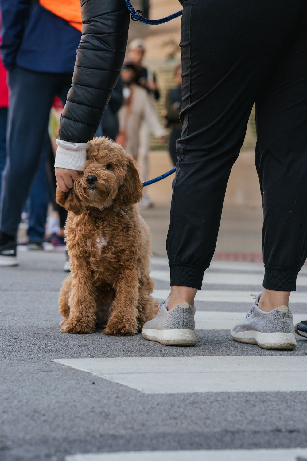 a dog on a leash