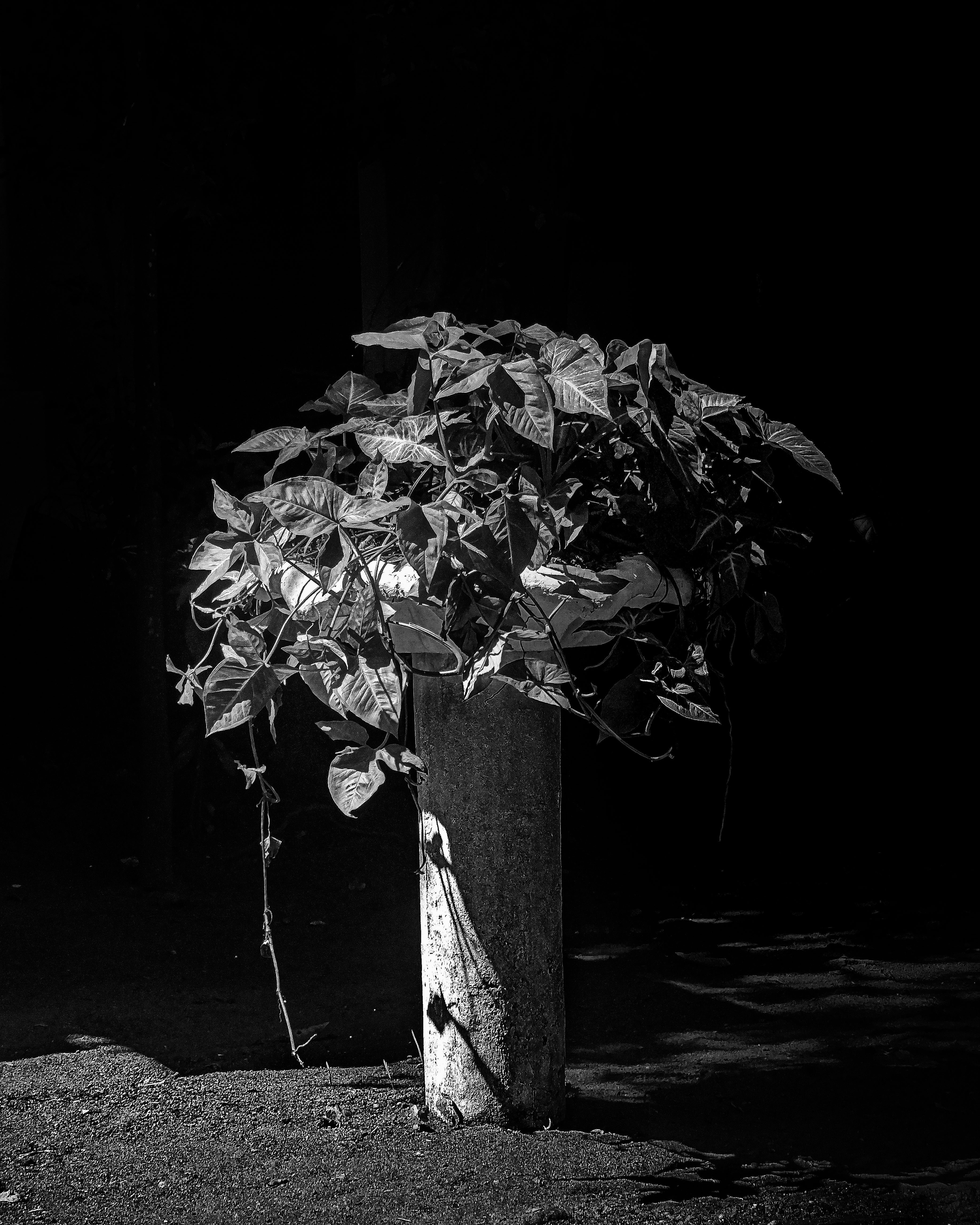 Photo by totallynotkandhu