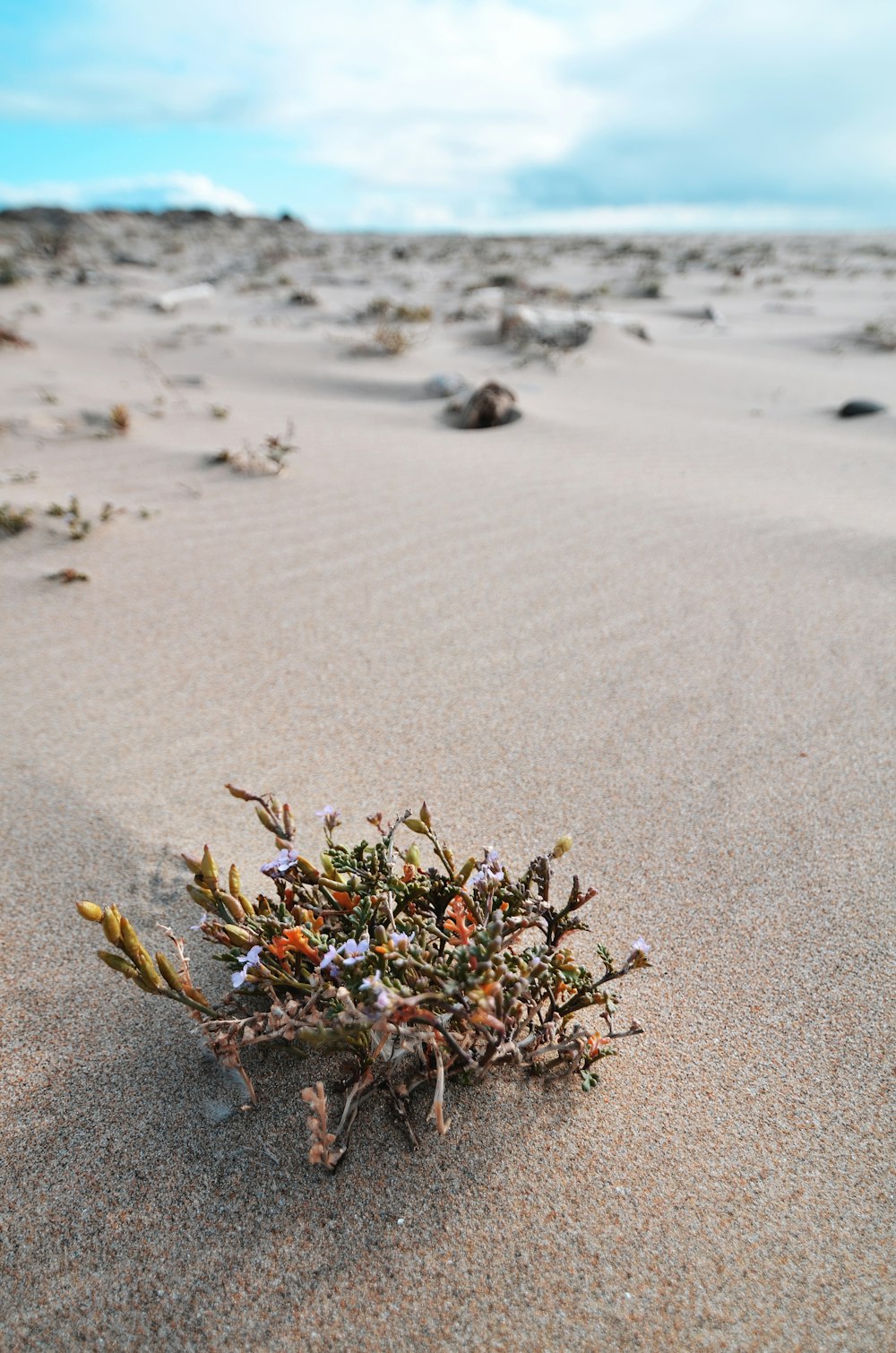 a small plant growing in the sand