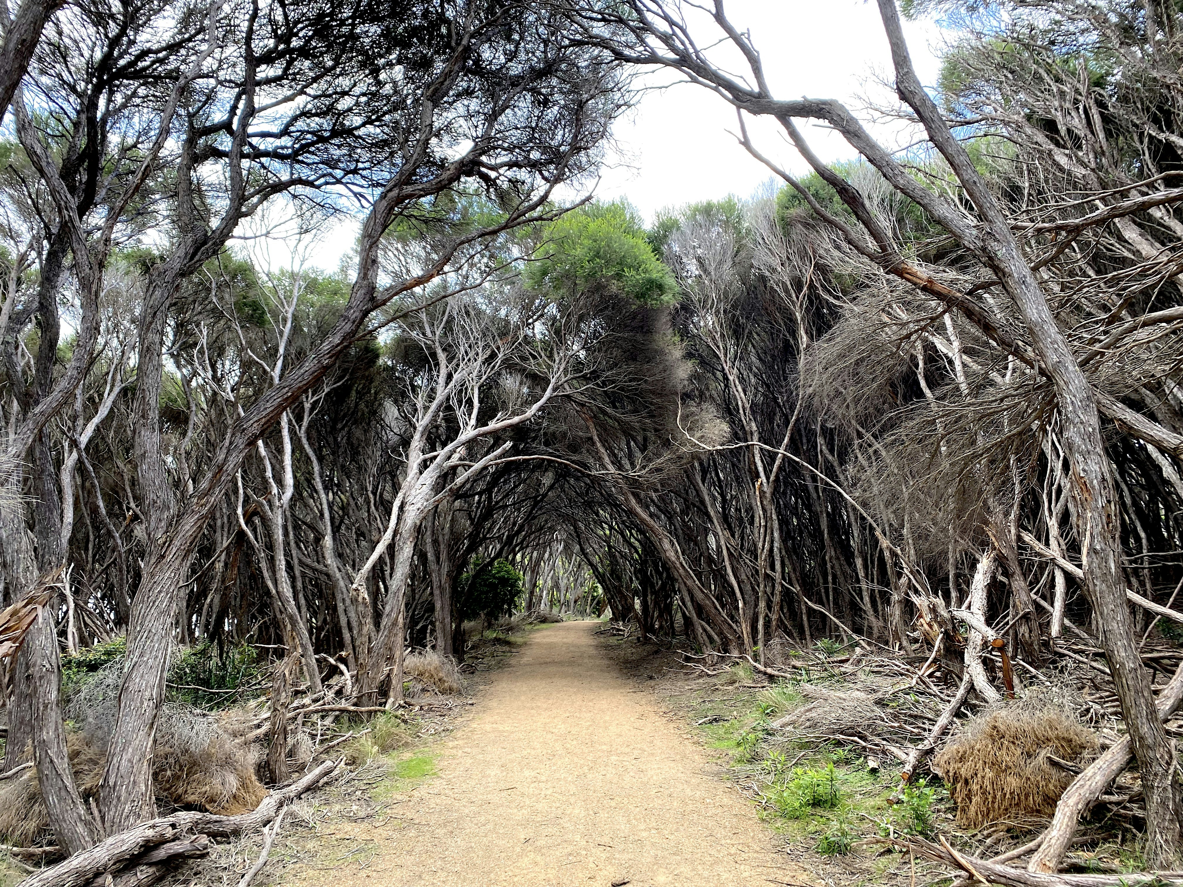 a dirt road surrounded by trees