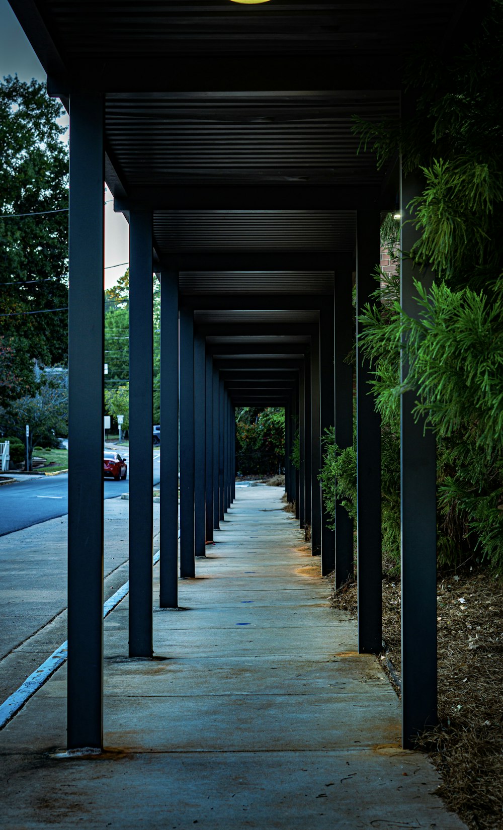 a walkway with trees and plants