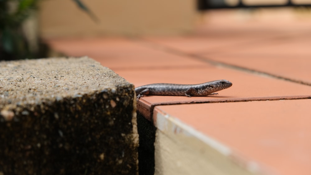 a lizard on a brick wall
