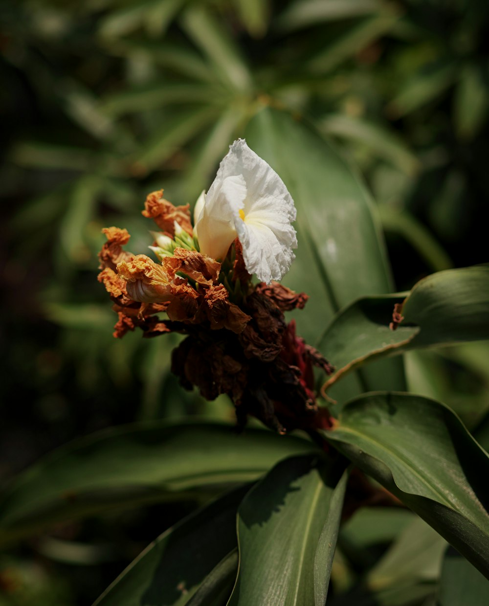une fleur blanche sur une plante