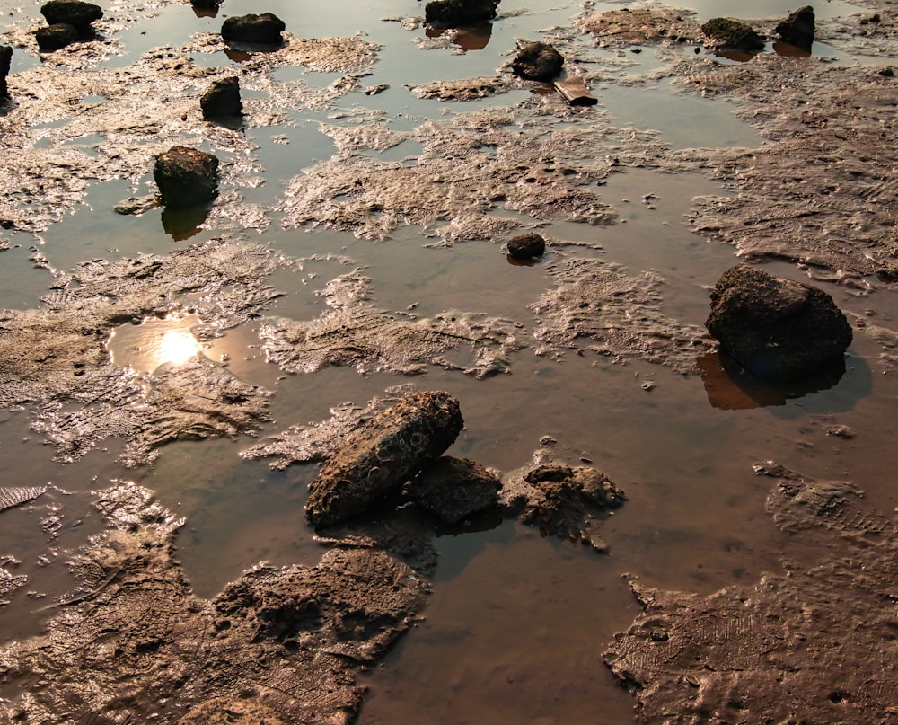 a group of rocks in the water