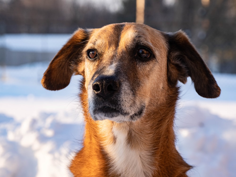 a brown and white dog