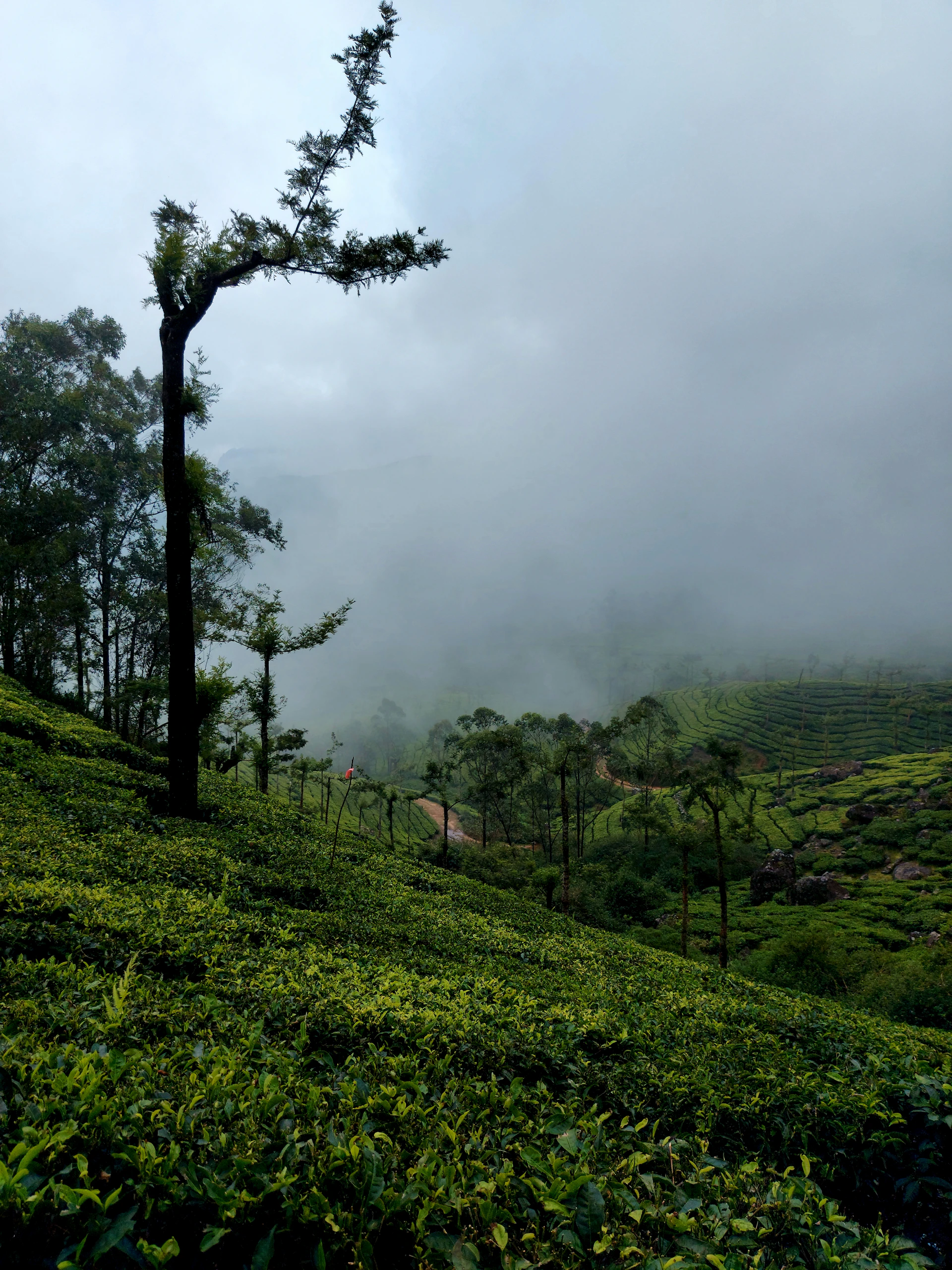 a foggy valley with trees and a house in the distance