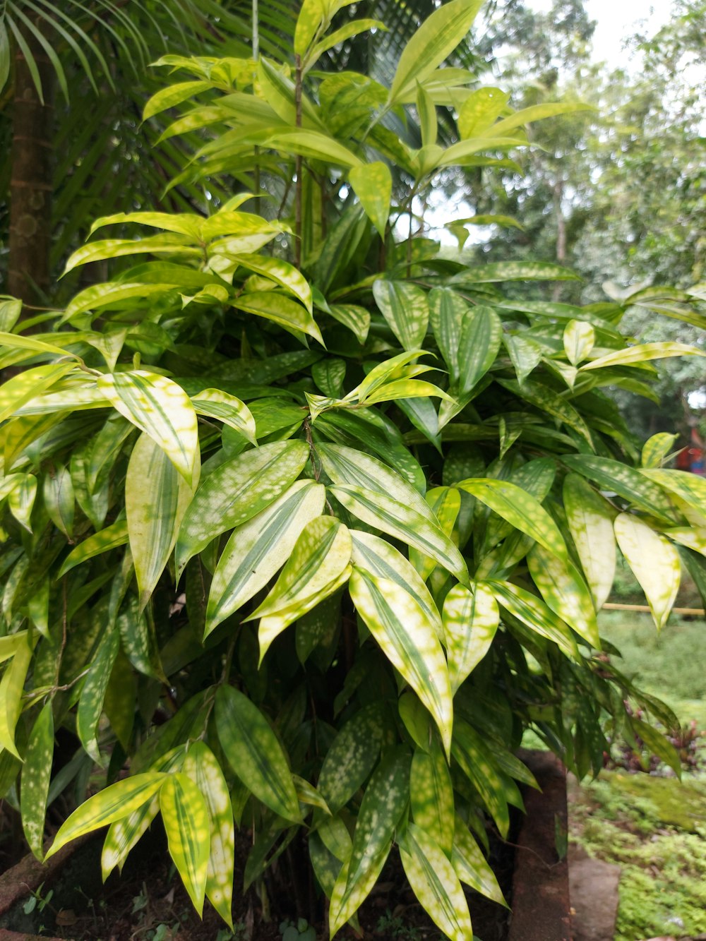 a large green plant