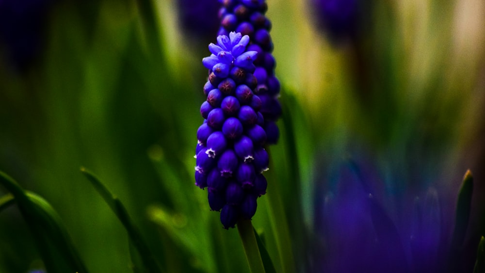 a close up of a flower