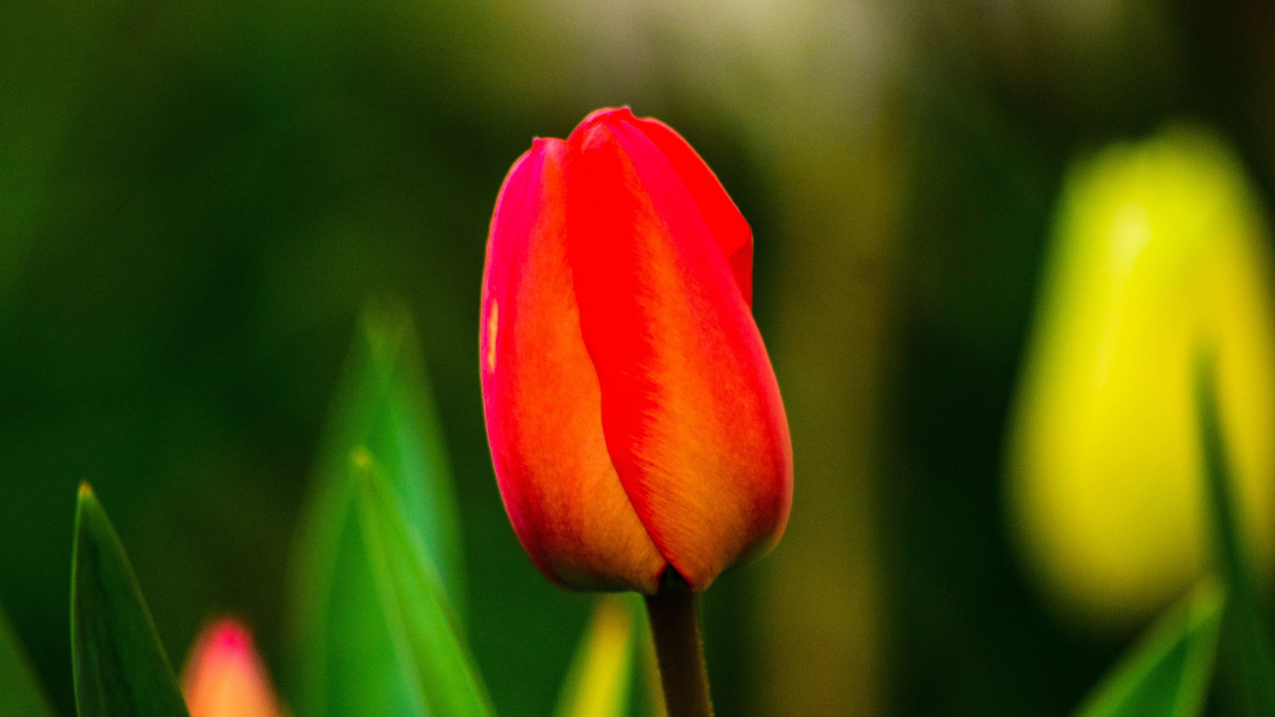 Sibiu, Romania - Painting