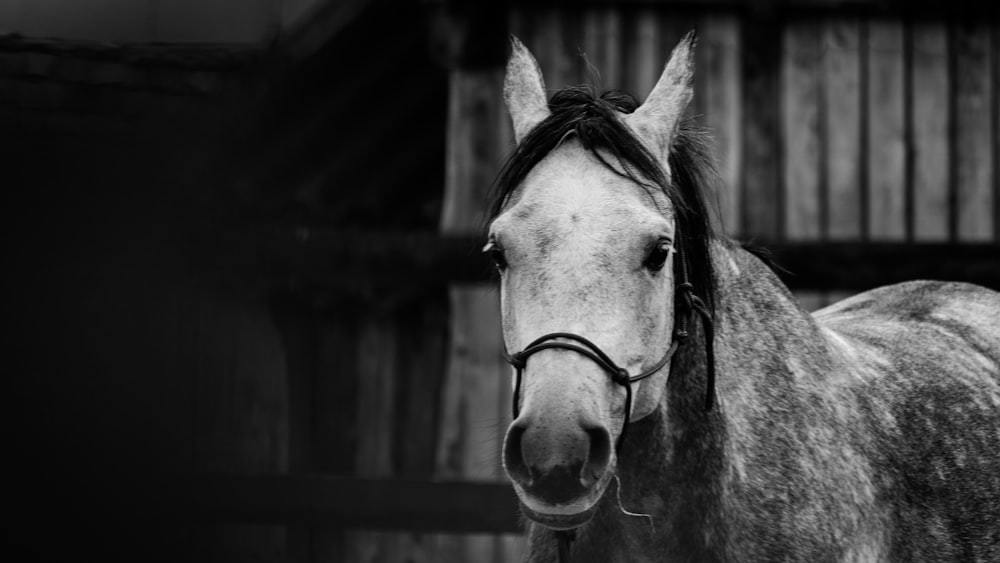 a couple of horses stand near each other