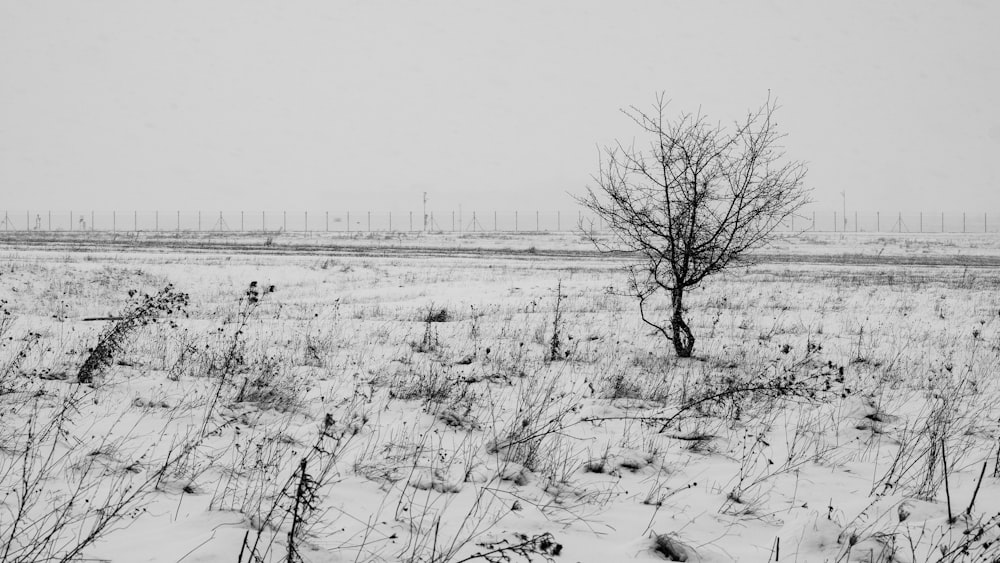 a field with snow