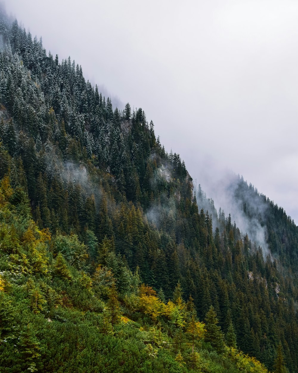 a mountain with trees on it