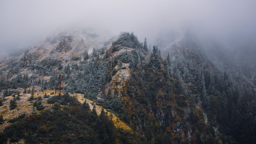 a foggy mountain with trees