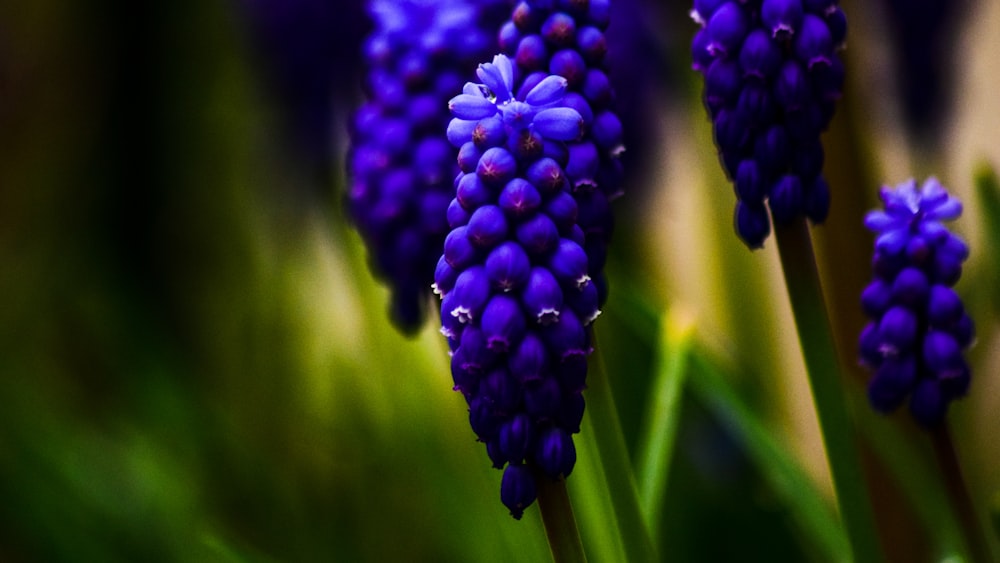 a close up of a flower