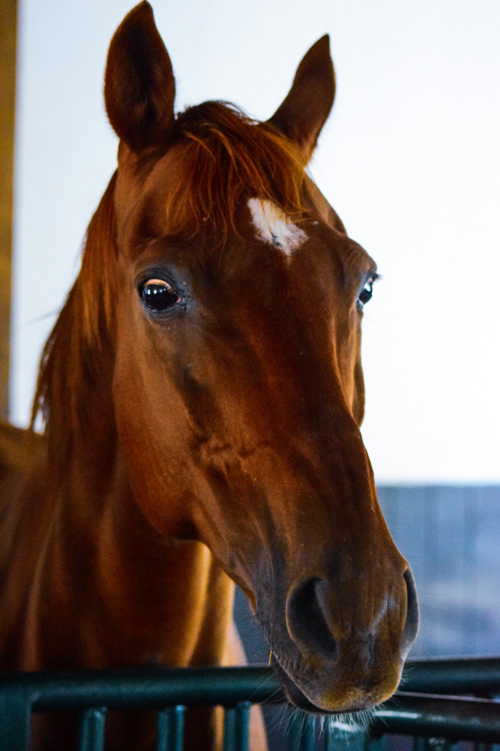 a brown horse with white spots