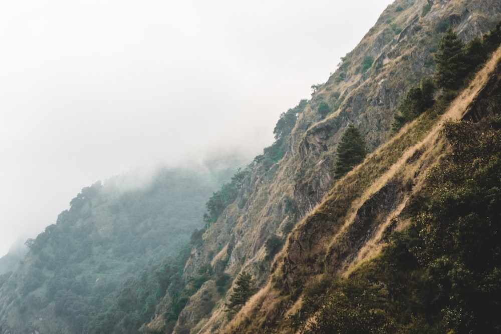 a mountain with trees on it