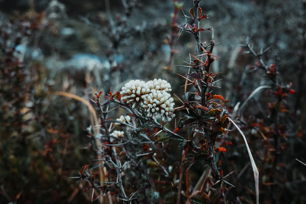 a close-up of a tree branch with white flowers