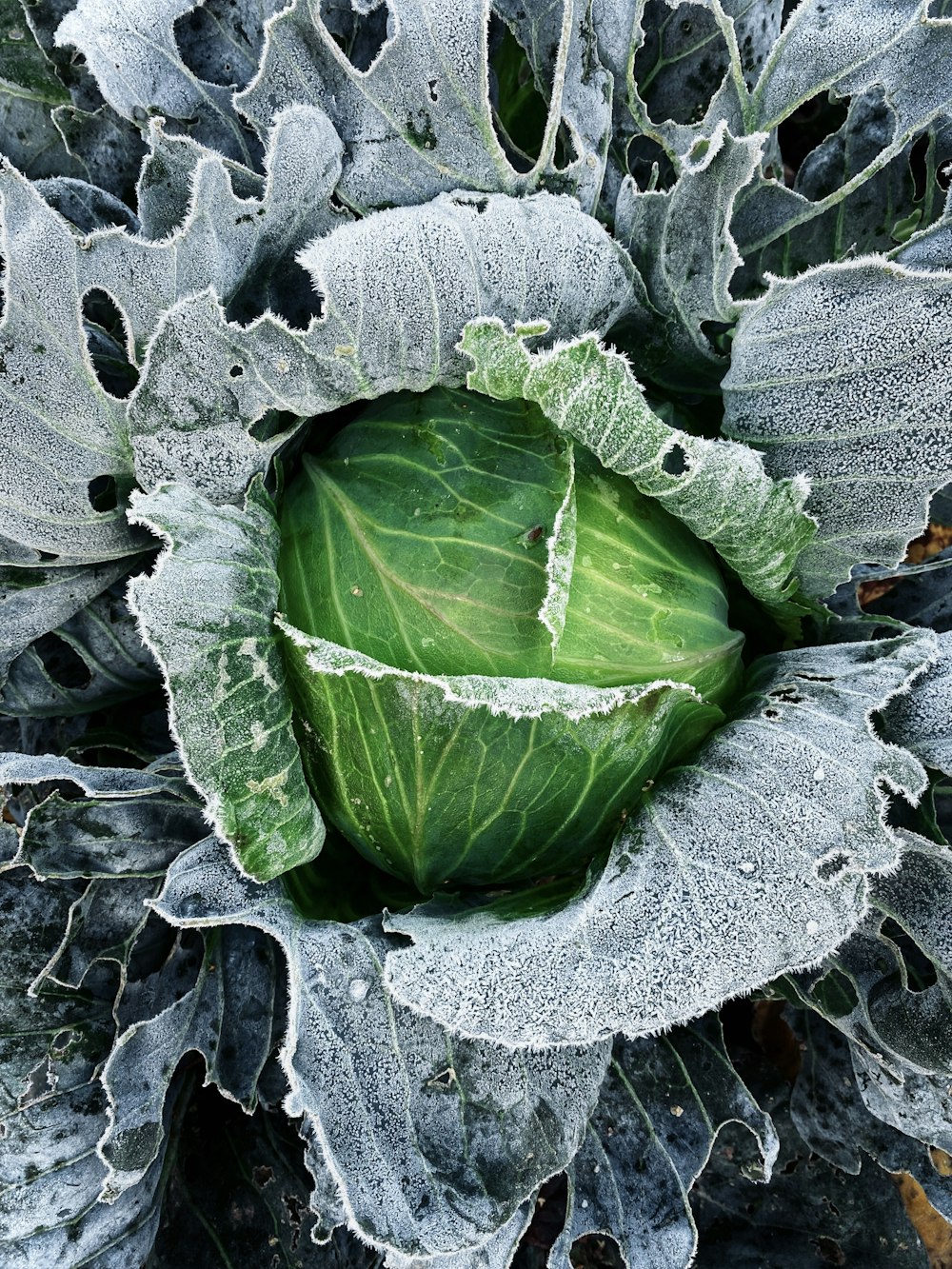 a leaf on the ground