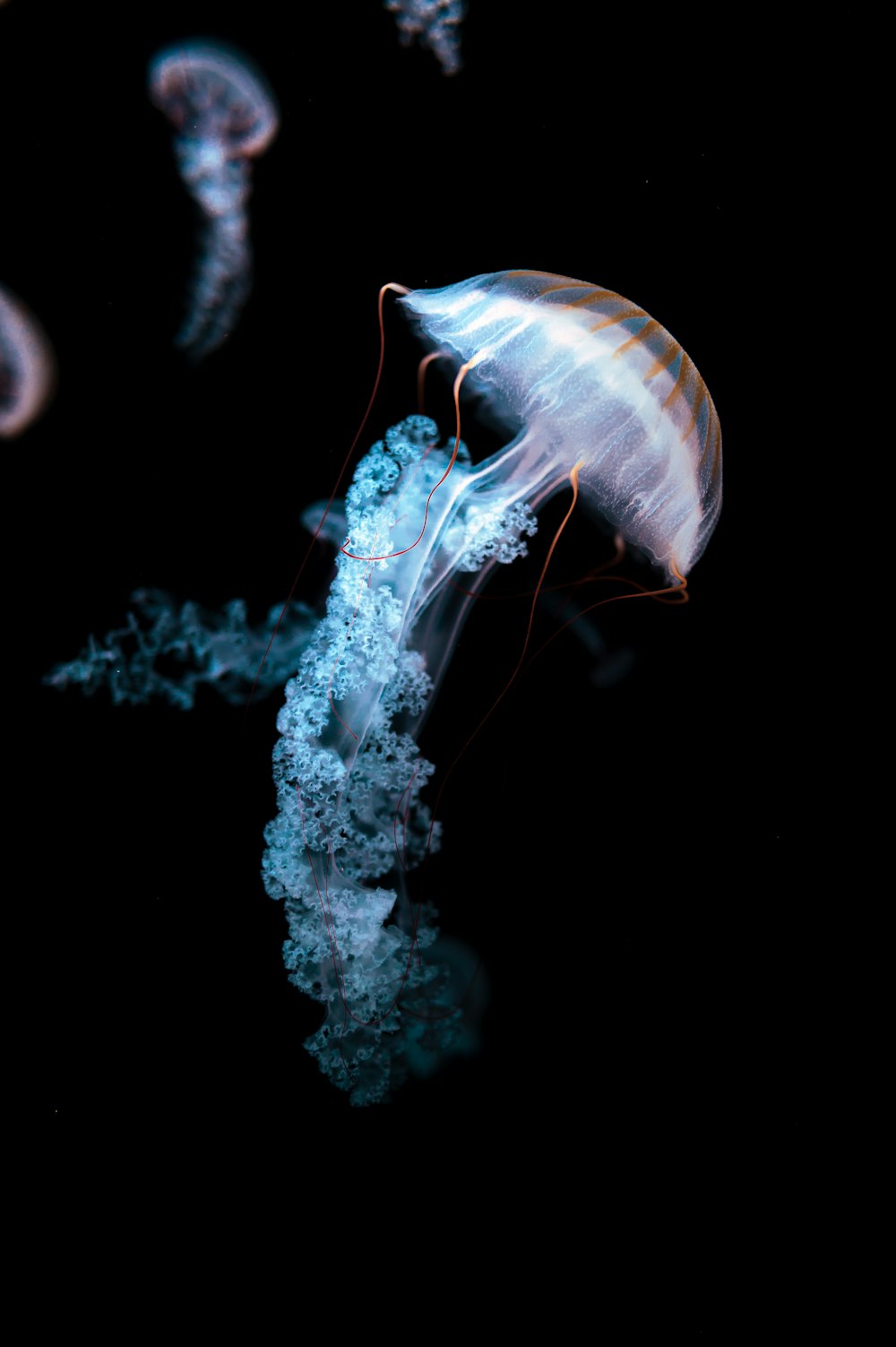 qualche medusa nell'acqua