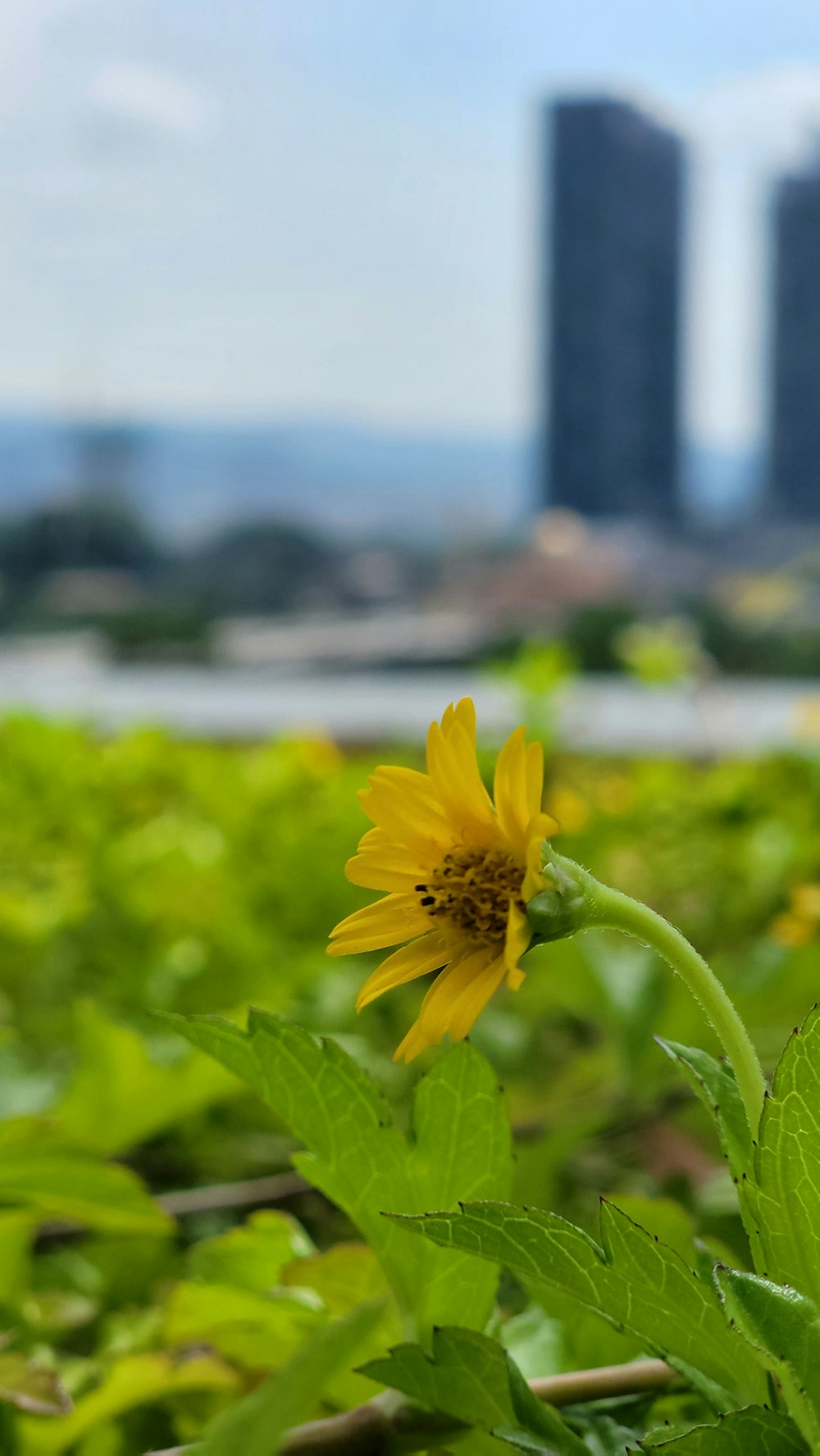 a yellow flower on a plant