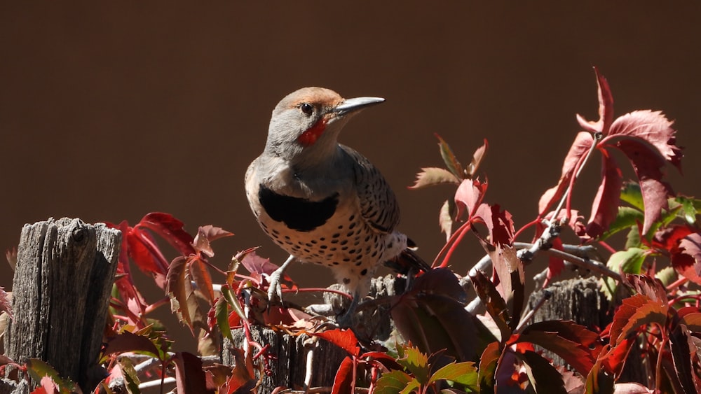 a bird perched on a branch