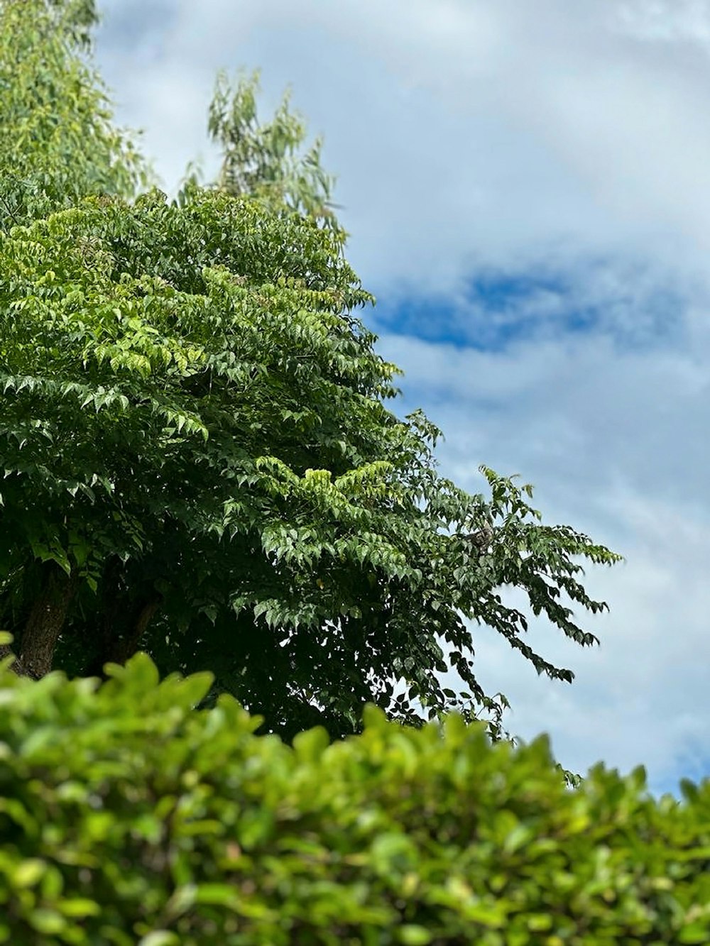 a tree with green leaves