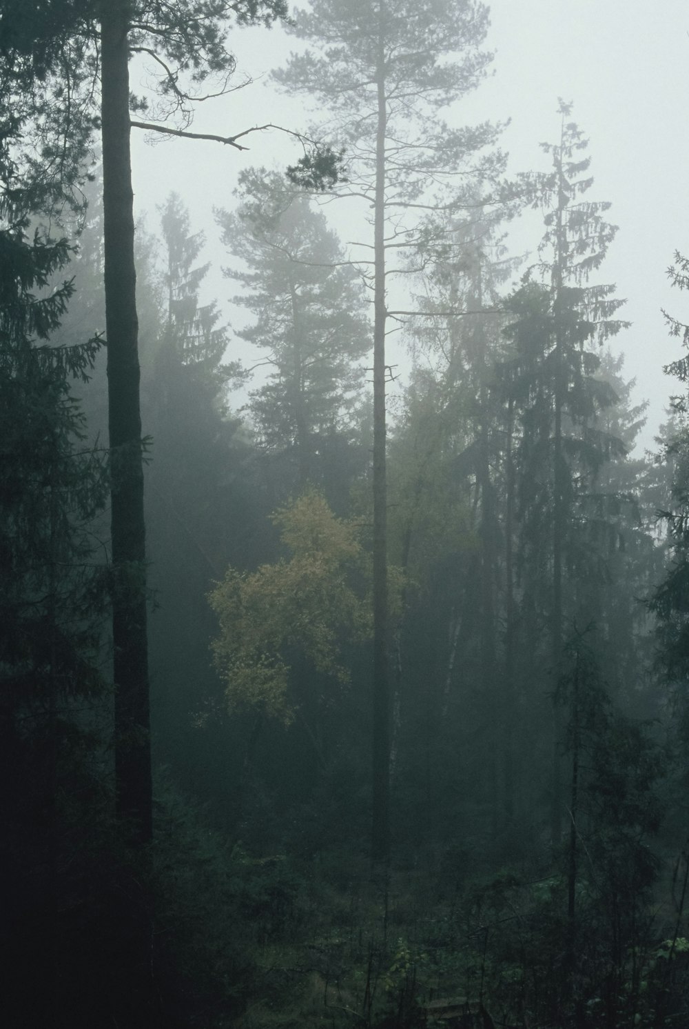Ein Wald mit Bäumen