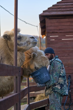 A man in camouflage clothing is feeding camels with a bucket marked with text while standing near a wooden fence. The camels are leaning over the fence, reaching towards the bucket with their mouths. A wooden structure is visible in the background.