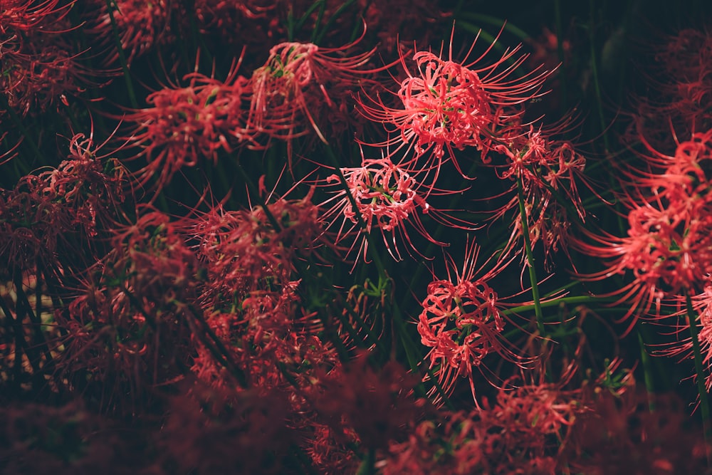 a group of red flowers