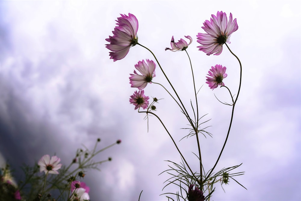 a close up of flowers