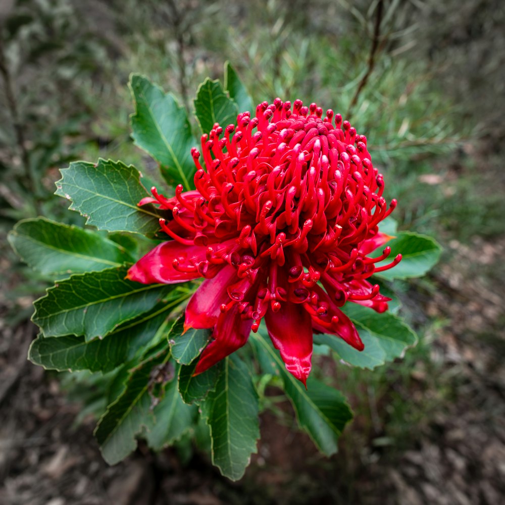 a red flower with green leaves