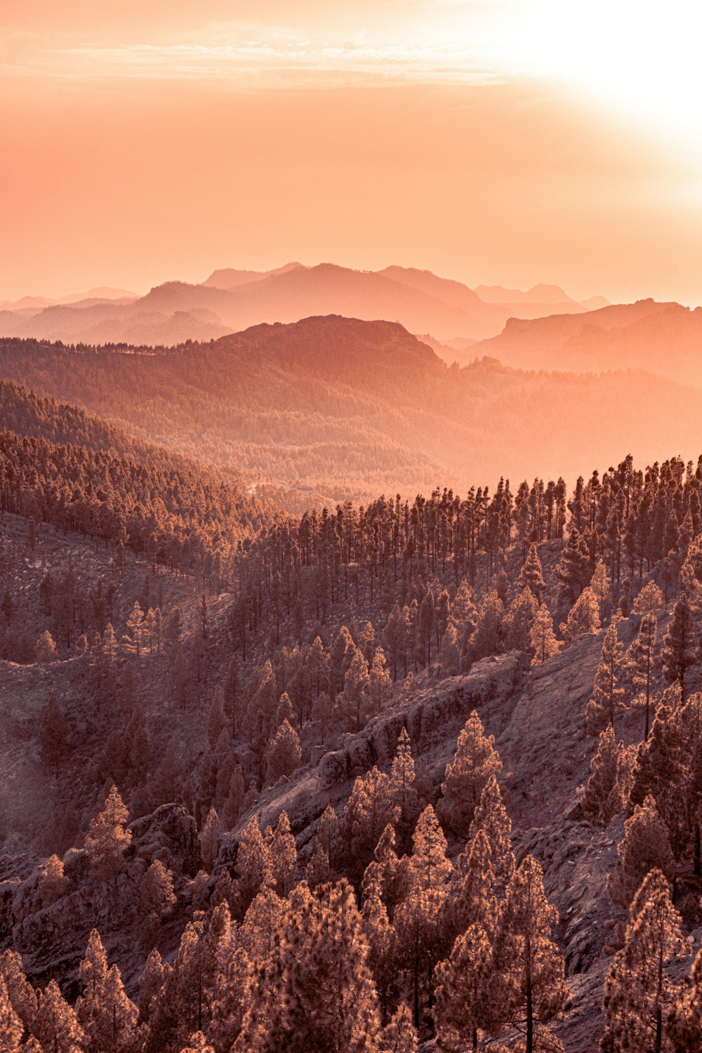 a landscape with trees and mountains in the background