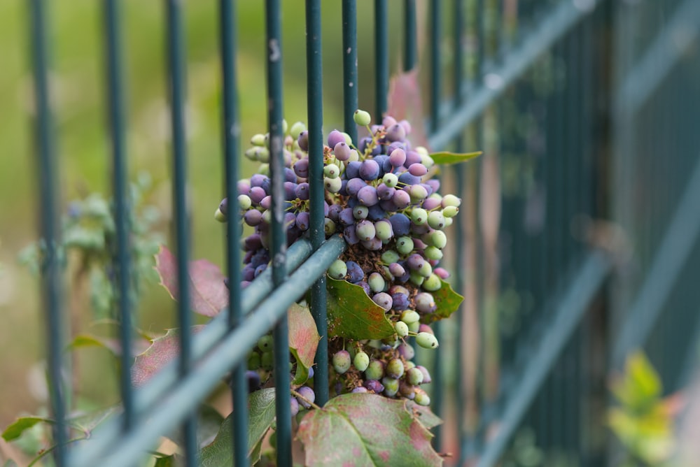 a close-up of a plant