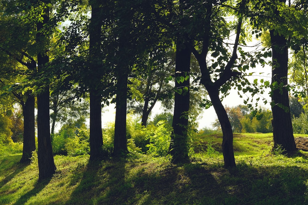 a forest with trees