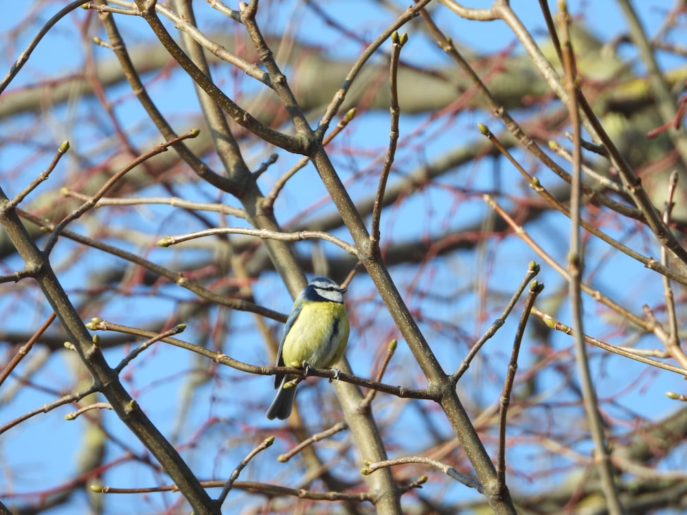 a bird sitting on a tree branch