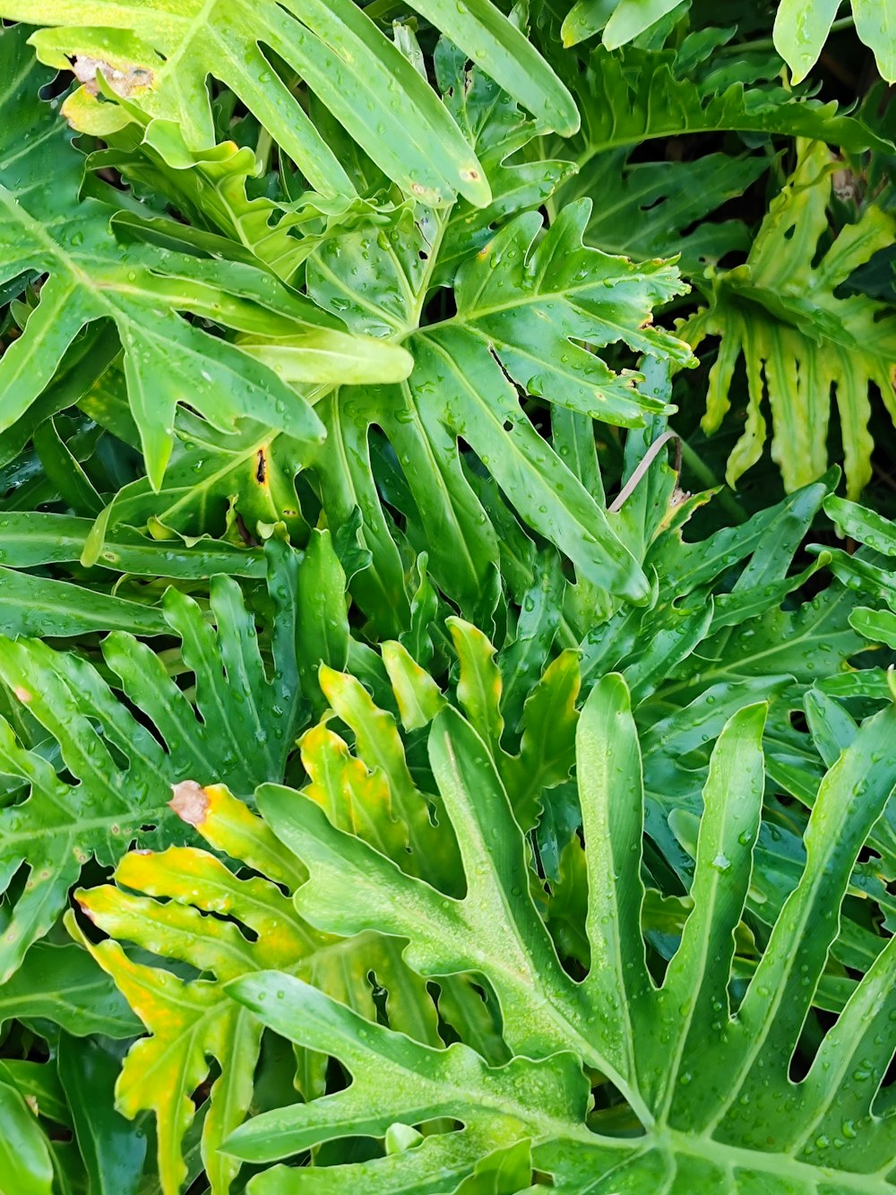 a close up of some plants