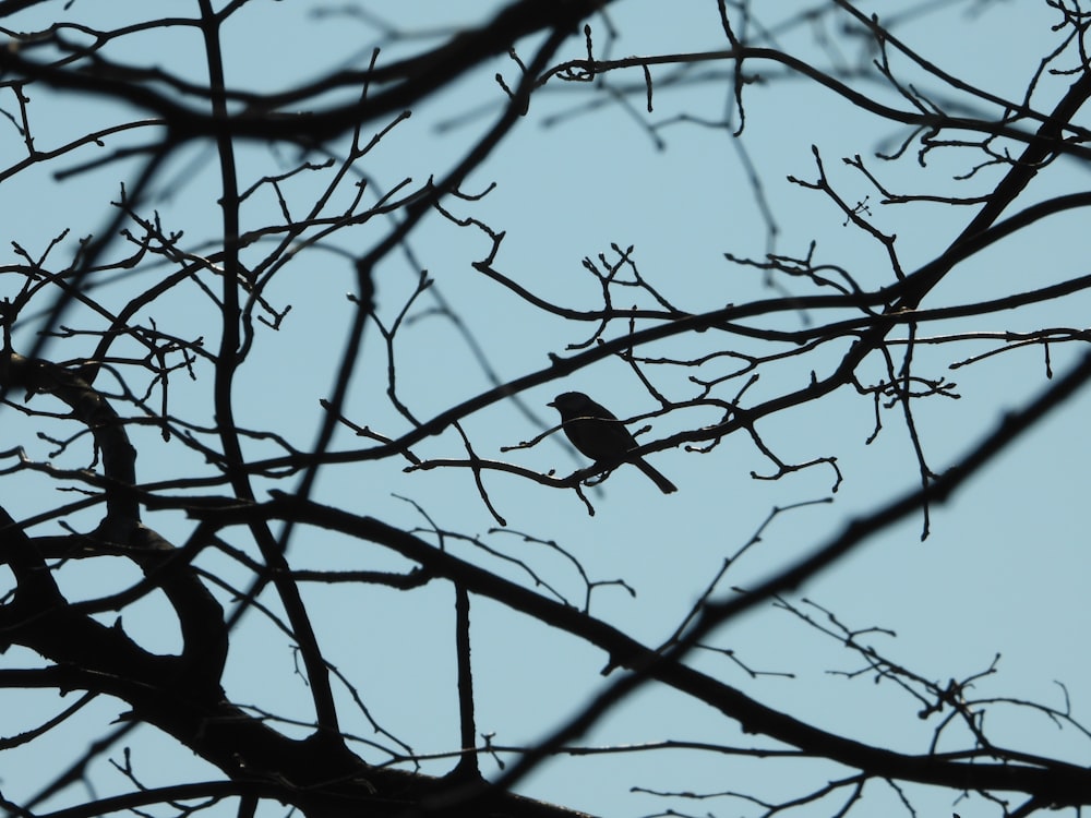 a bird sitting on a tree branch