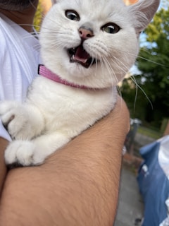 A volunteer gently holding a rescued cat outdoors