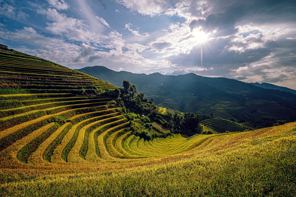 a large green field