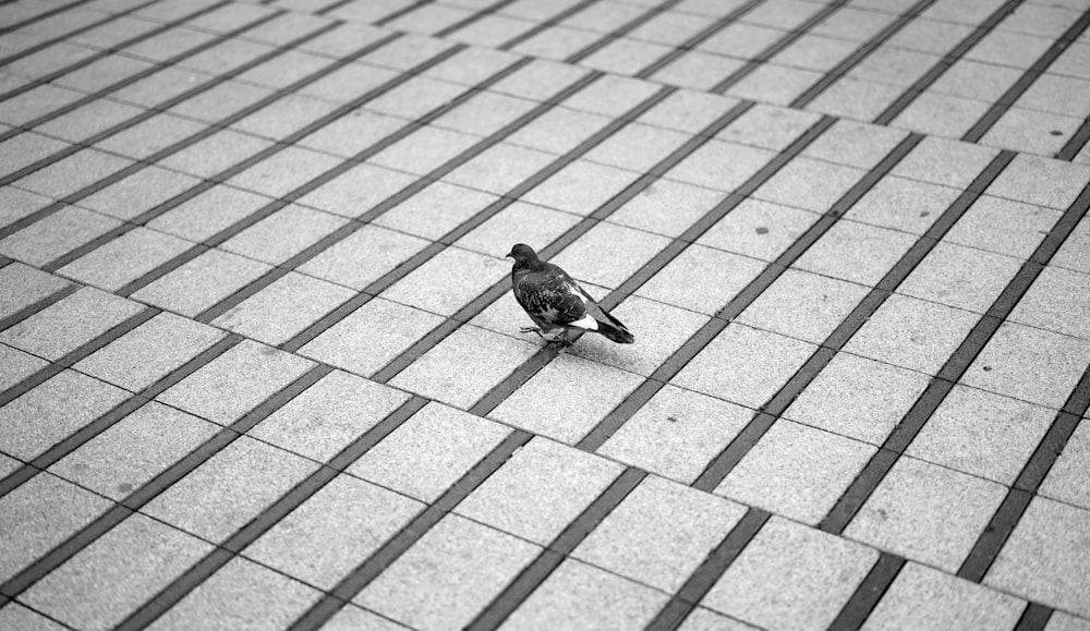 a bird sitting on a tile floor